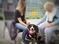 Ausbildung von Mensch-Assistenzhund-Gemeinschaften & Therapiebegleithunden Servicehunde Mitteldeutschland in Erfurt Thüringen