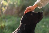 Ausbildung zum Emotional Support Dog in Erfurt Thüringen