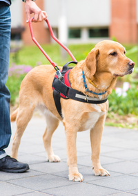 Ausbildung zum Assistenzhund Blindenführhund