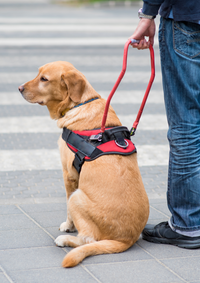 Kostenübernahme Ausbildung Assistenzhund