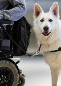 gesetzliche Grundlagen Prüfung Mensch-Assistenzhund-Gemeinschaft